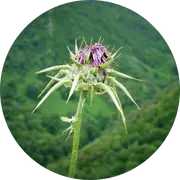 Hormonal balance support